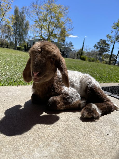 棕色和白色的单羔羊图片下载
