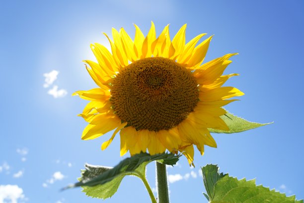 阳光穿过向日葵图片下载