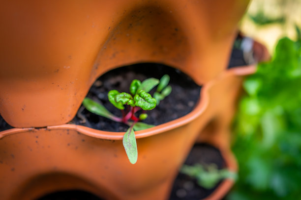 特写的年轻的菠菜瑞士甜菜植物生长在橘子花园容器口袋与土壤在春天或夏天图片下载