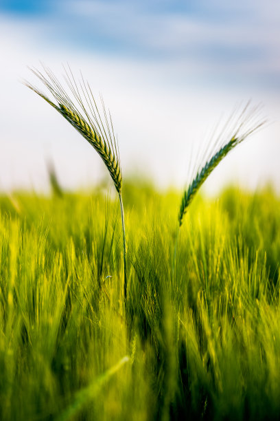 绿色的麦田在农业农场。农业景观图片下载