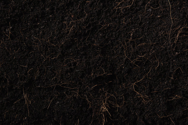 黑色土地为植物背景图片下载