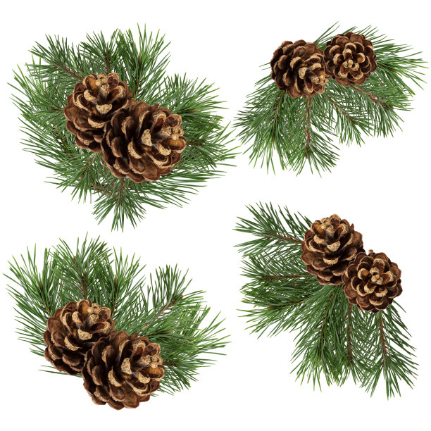 一组冷杉树枝与锥孤立在白色背景图片下载