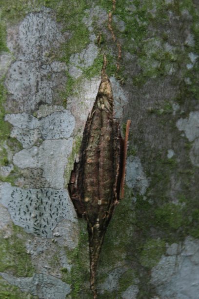 树干裂缝图片下载