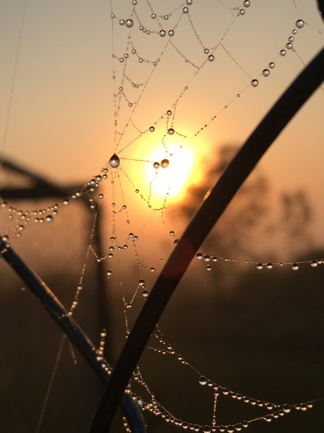 阳光照射的水滴图片下载