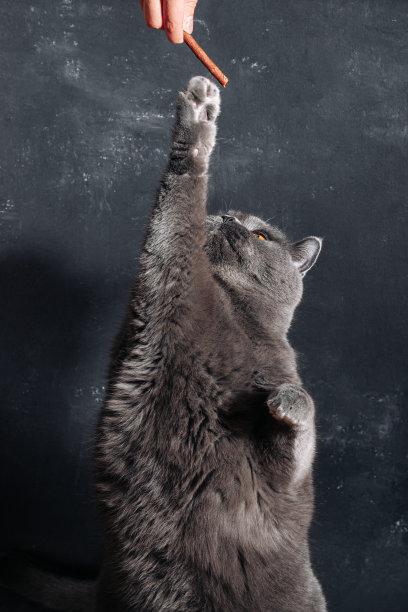 英国品种的大灰猫坐在它的后腿上，试图得到一些零食图片下载