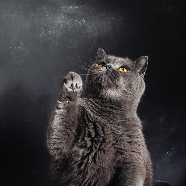 英国品种的大灰猫坐在它的后腿上，抬起它的爪子图片下载