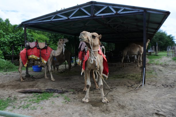 笼子里的骆驼吸引游客图片下载