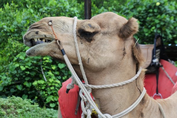 笼子里的骆驼吸引游客图片下载