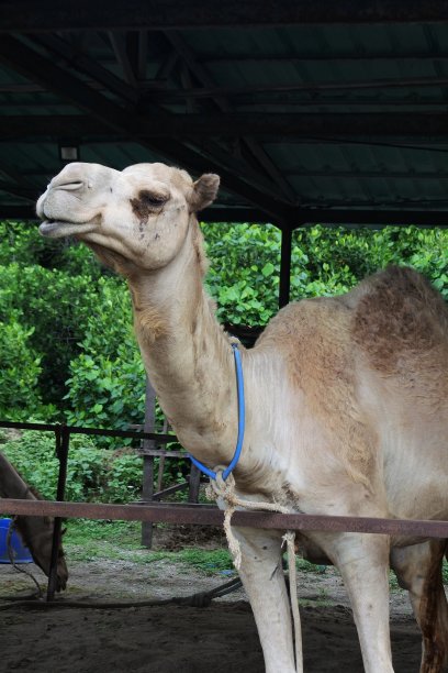 笼子里的骆驼吸引游客图片下载