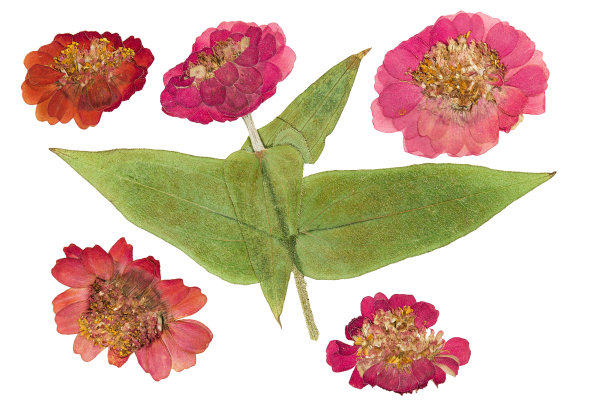 压干的百日草。孤立在白色背景。用于剪贴簿，花艺或植物标本室图片下载