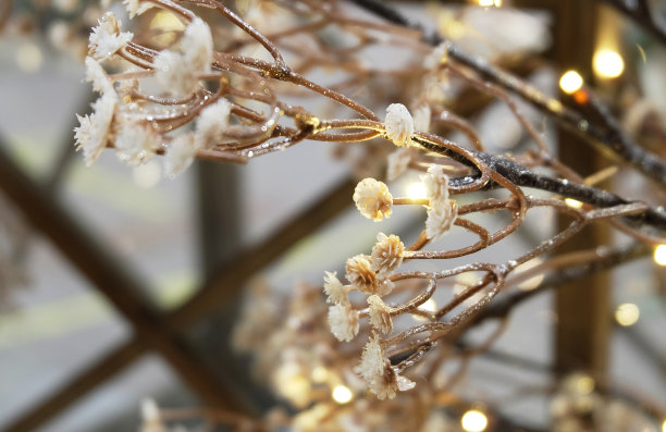 圣诞背景上插着金色的花枝，彩灯图片下载