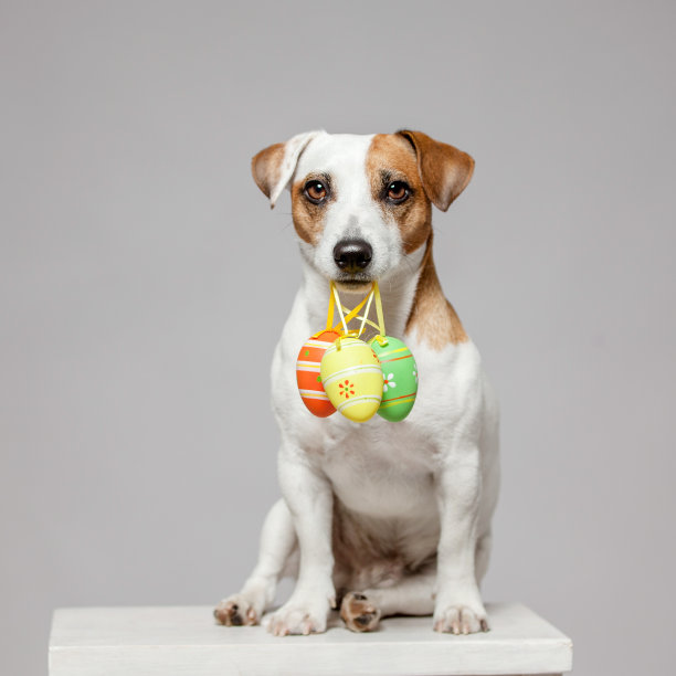 带复活节彩蛋的狗图片下载