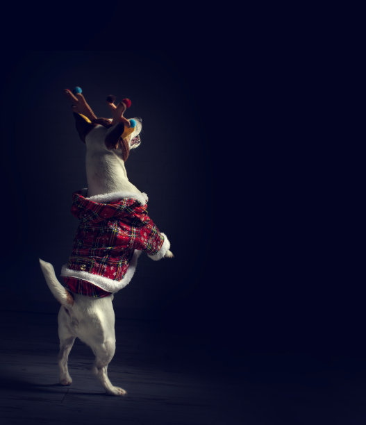 穿着圣诞服装的狗图片下载