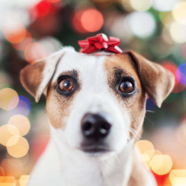 圣诞树旁的狗图片下载