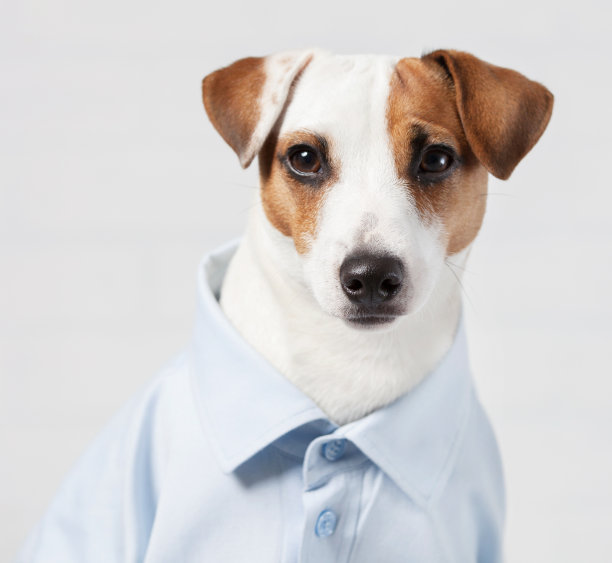 狗在衬衫图片下载