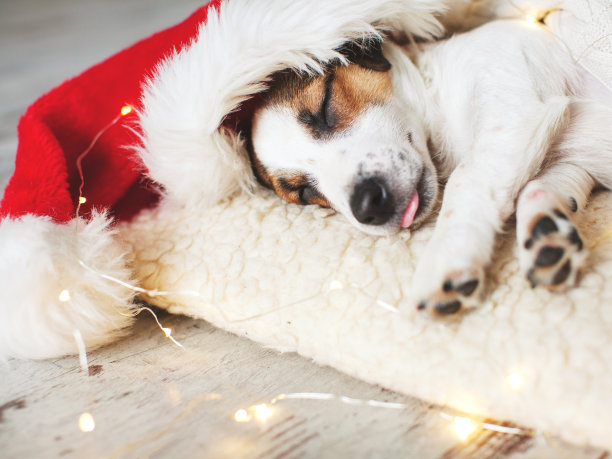 戴圣诞帽睡觉的狗图片下载