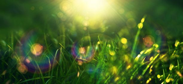 春天的背景与绿草和散景在日落。彩虹的元素。图片下载