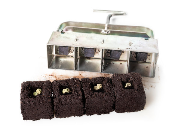 在盆栽土壤块中折断豌豆。图片下载