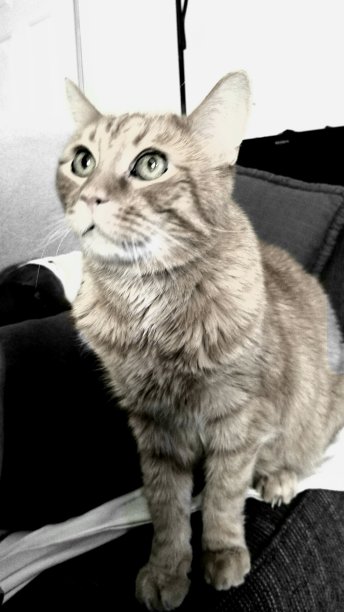 我的性感的种马图片下载