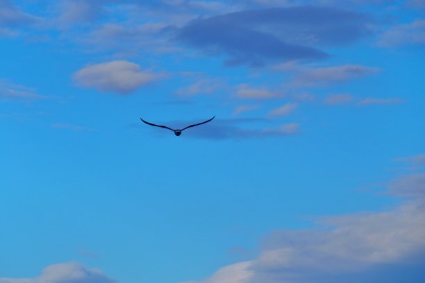 一只美丽的小鸟图片下载