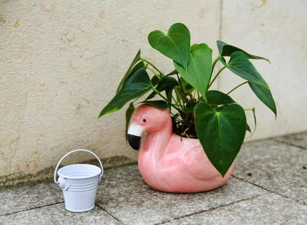 花烛属植物图片下载