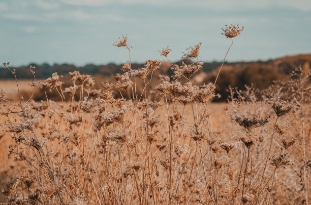 野地野生胡萝卜的干花序。模糊的背景。图片下载