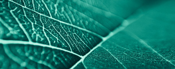 近距离抽象图案的热带树叶与蓝色柔和的颜色，自然背景。图片下载