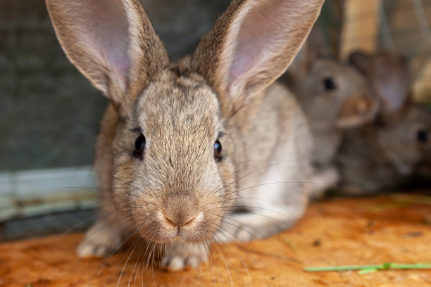 笼子里的小兔子。图片下载