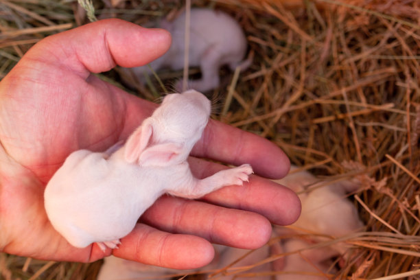 一只男人手里的小兔子。图片下载