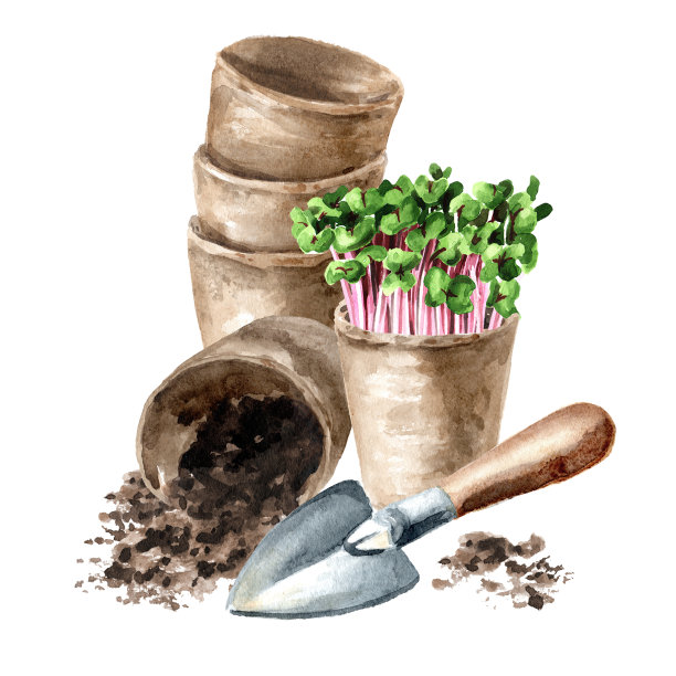 准备种植的芽和苗木盆。春天在花园里工作。手绘水彩插图孤立的白色背景图片下载