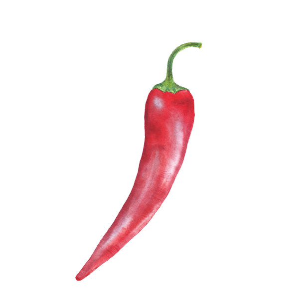 红辣椒。水彩植物插图。图片下载