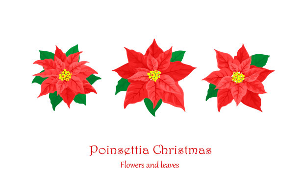 向量集一品红花节日植物与红色的叶子和绿色的分枝孤立在白色的背景图片下载