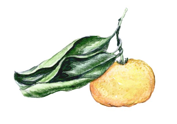 向量中文说明图片下载