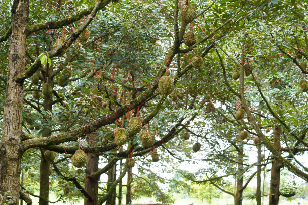 用塑料绳系榴莲(防风暴坠落)图片下载