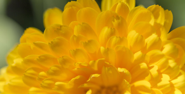 十分令人petals图片下载