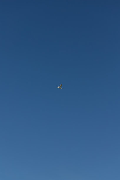 海鸥在南方湛蓝的天空中飞翔。副本的空间。垂直的照片。图片下载