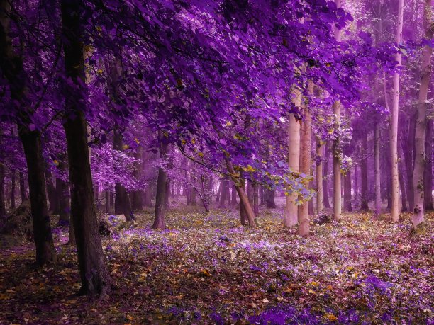 神秘的秋天森林在紫色调图片下载