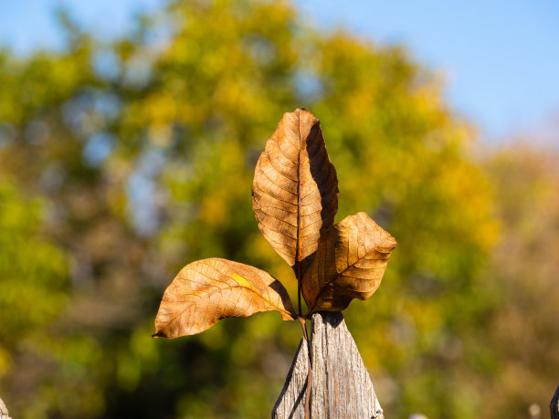 一张有纹理的秋天核桃叶子卡在旧木板上的特写照片。黄色的秋天树叶在一个模糊的黄绿色与蓝色的背景。阳光照在树叶上图片下载