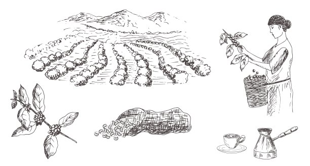 景观与咖啡种植园。这个女人收集咖啡豆。矢量插图。草图。图片下载
