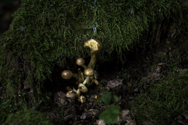 秋天在德国图片下载