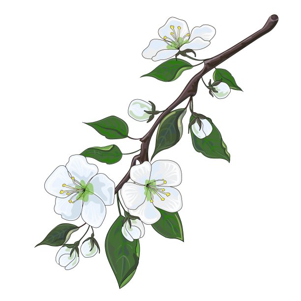 盛开的梅花分支。梅花枝上有花有叶。春天。股票矢量插图孤立的白色背景。图片下载