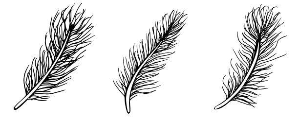 一组鸟类羽毛孤立在白色的背景图片下载