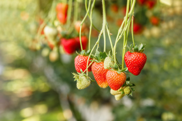 水培草莓的一个分枝图片下载