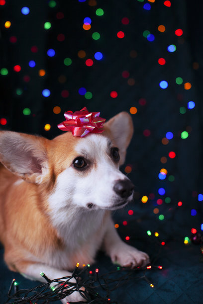 圣诞彩灯背景上的柯基犬图片下载