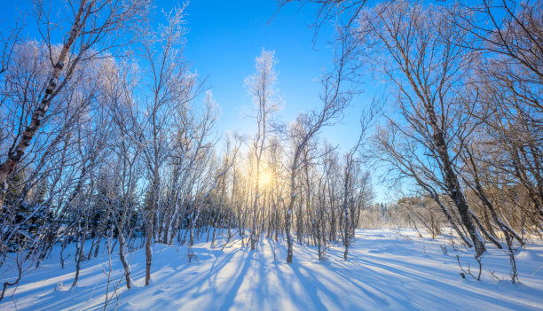 冬季阳光明媚的风景-雪景森林和真正的阳光。未被触及的雪闪闪发光。树木在雪地上投下长长的影子。在大自然中度过美好的寒假。图片下载