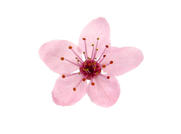 单朵粉红色的樱桃花，孤立在白色上图片下载