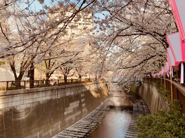 樱花(樱花)图片下载