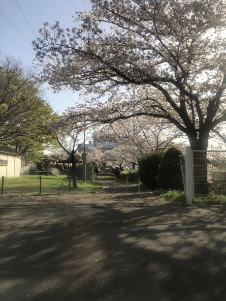 春天的季节花日本图片下载