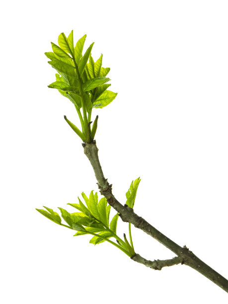 接骨木的绿色枝和叶子孤立在白色的背景。草本植物。图片下载