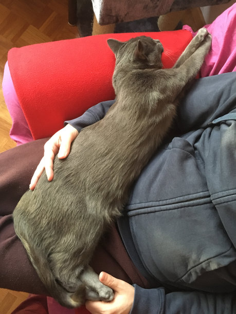 猫咪在腿上睡觉图片下载